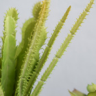 Kit Com 2 Arranjos De Suculentas No Vaso Branco | Formosinha